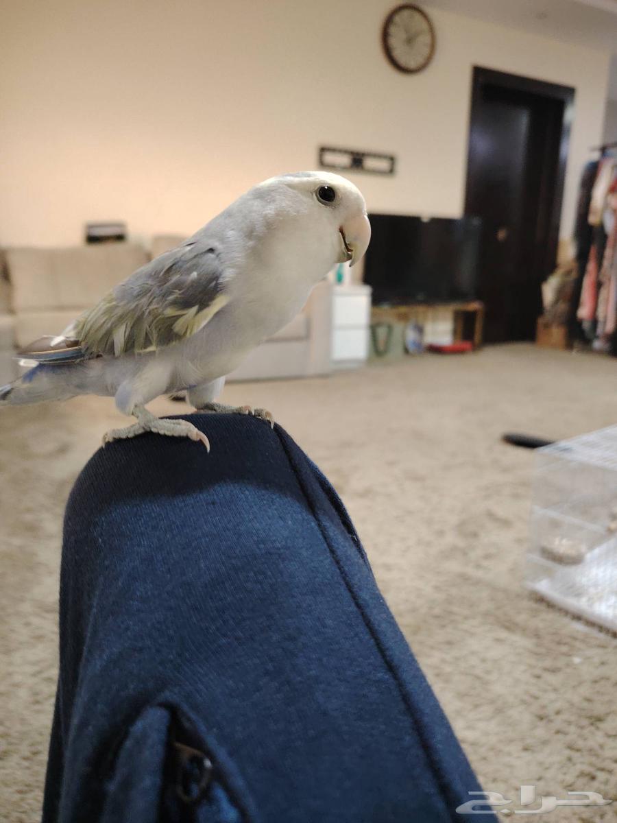 The name Cookie Alsum starts from 100; the second one can't bite but only lick.634778505195541114