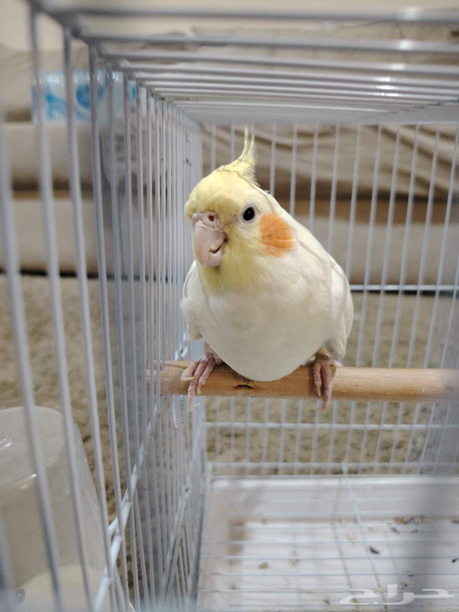 The name Cookie Alsum starts from 100; the second one can't bite but only lick.63477850519554111
