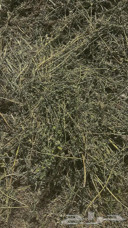 Mixed clover for sale stone63169210133635114