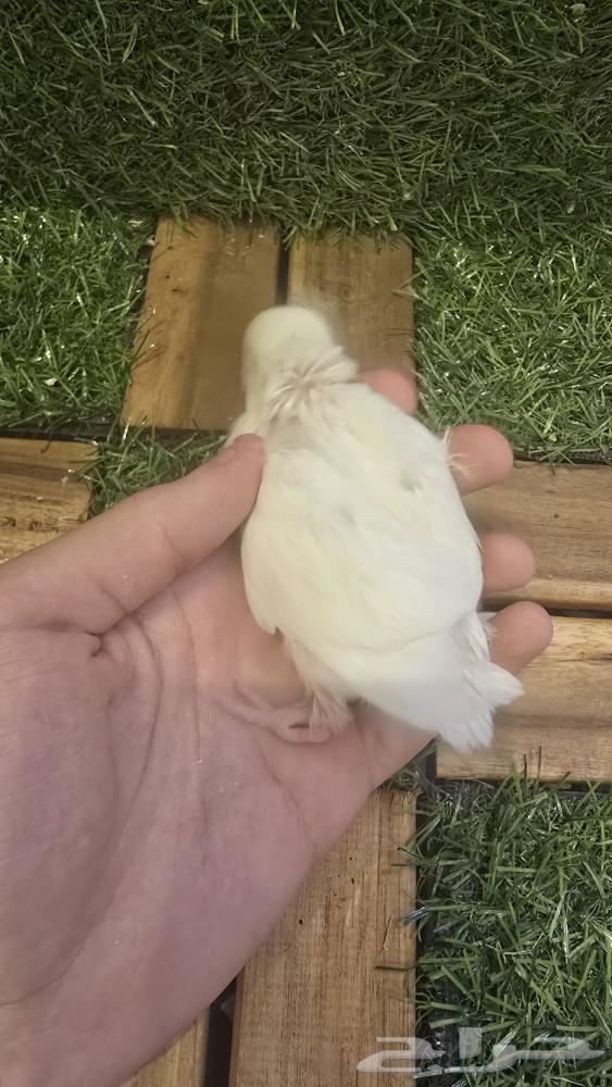 فرخ روز البينو مميز صنف بطل63477690447361113