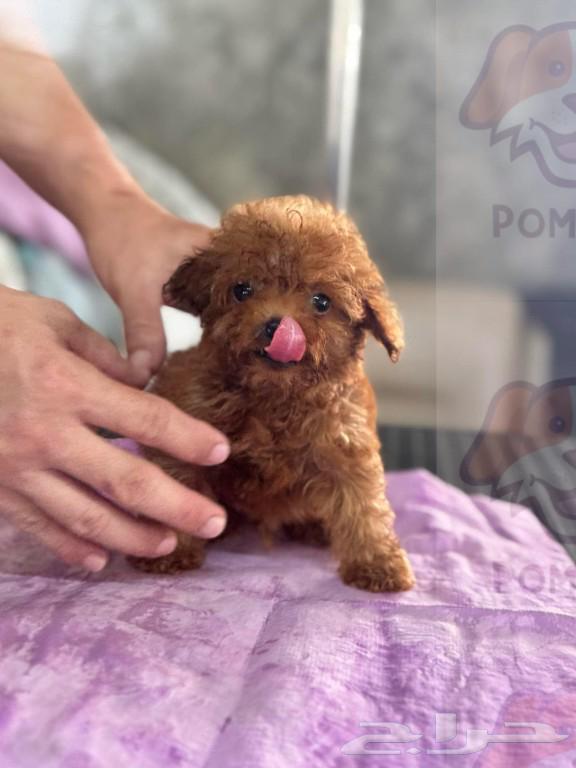 poodle teacup63095564120707110