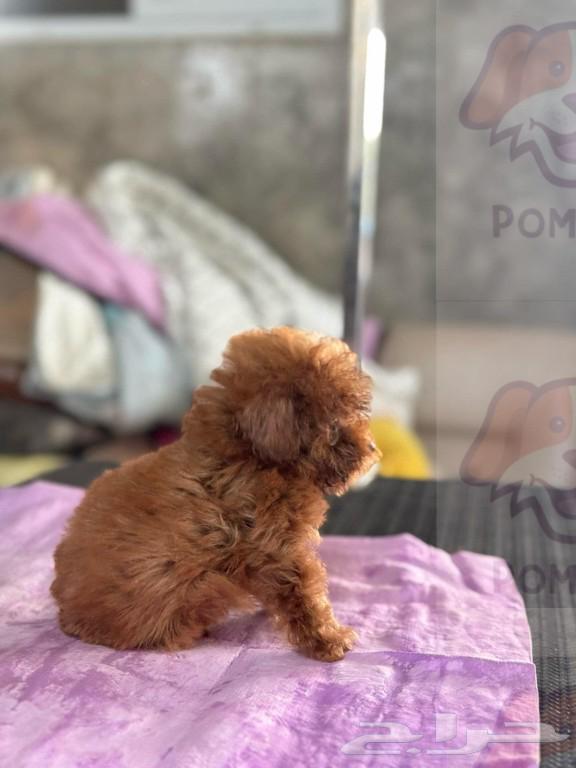 poodle teacup63095564120707111