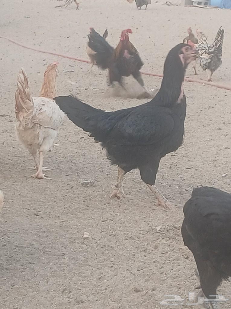 الجموم عين شمس63094841546625112