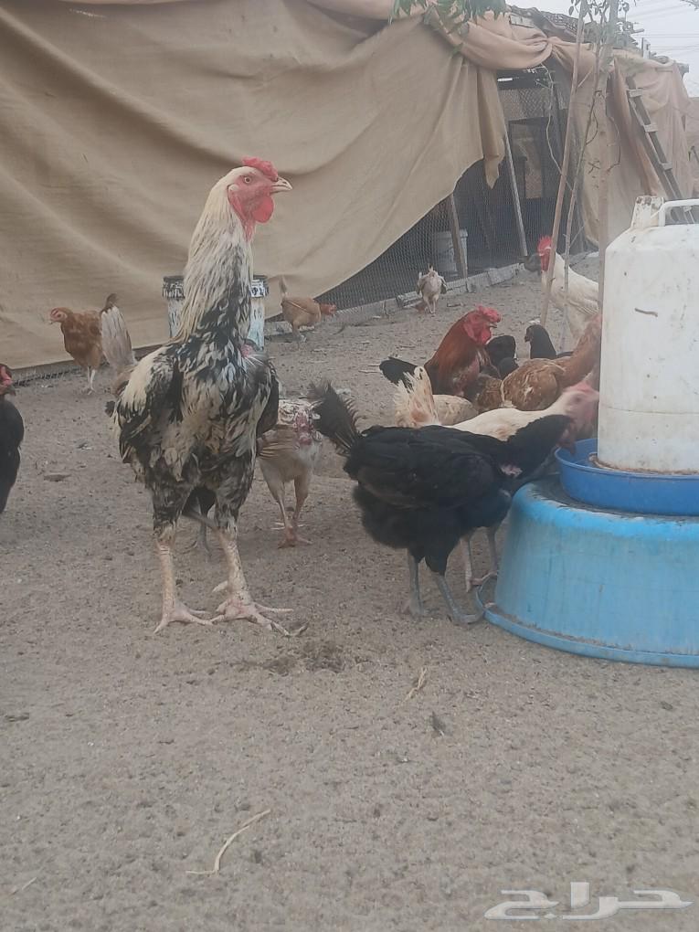 الجموم عين شمس63094841546625111