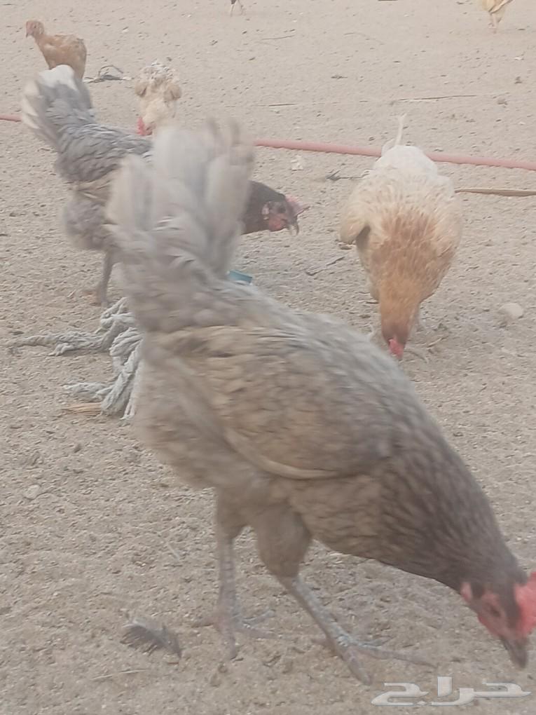 الجموم عين شمس63094841546625114