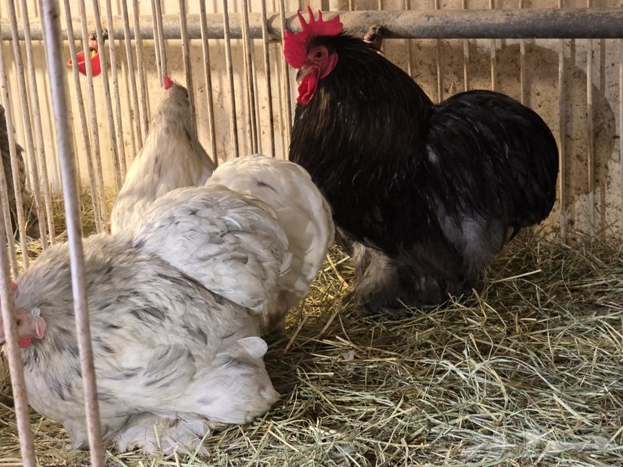 Koshi Chicken Set for Sale (Sold)63037019421059111