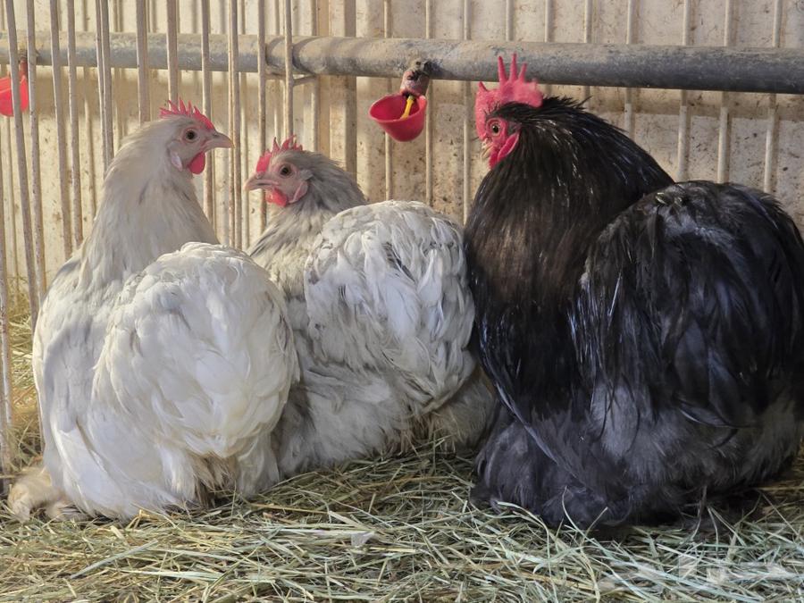 Koshi Chicken Set for Sale (Sold)63037019421059113