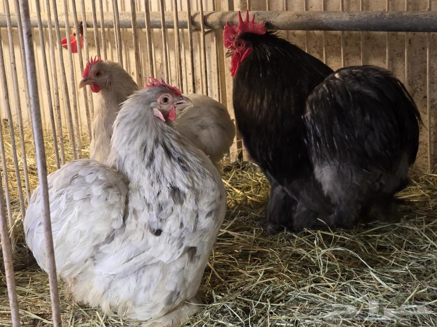 Koshi Chicken Set for Sale (Sold)63037019421059112