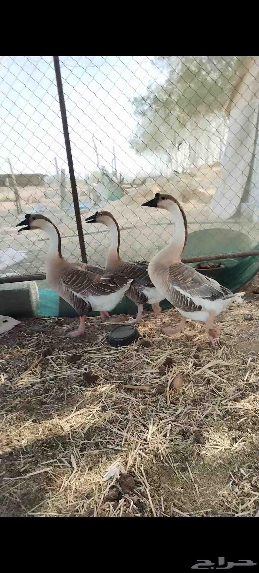 For sale, authentic Iraqi weight. Done, done, done the sale.63037828697729111