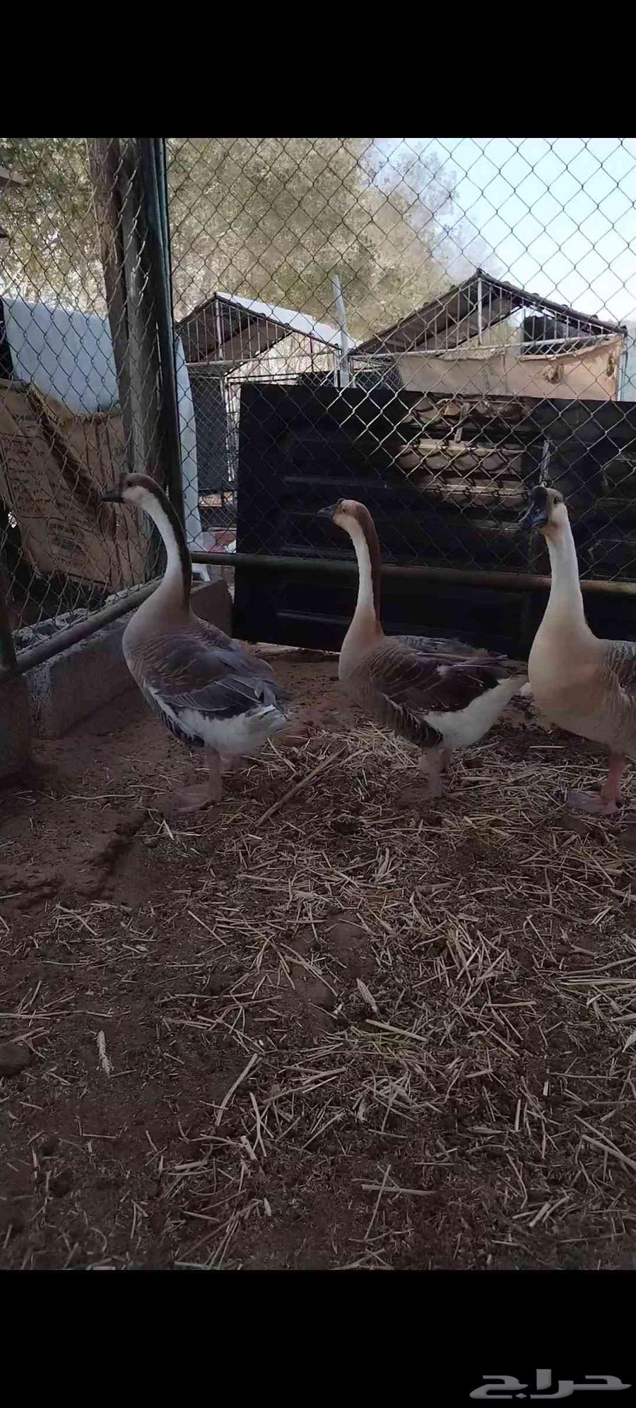 For sale, authentic Iraqi weight. Done, done, done the sale.63037828697729113