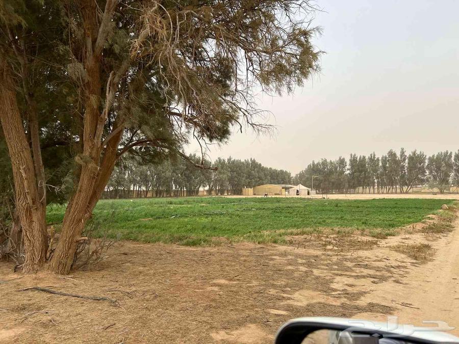 مزرعة للبيع بالهليباء63011595696002111