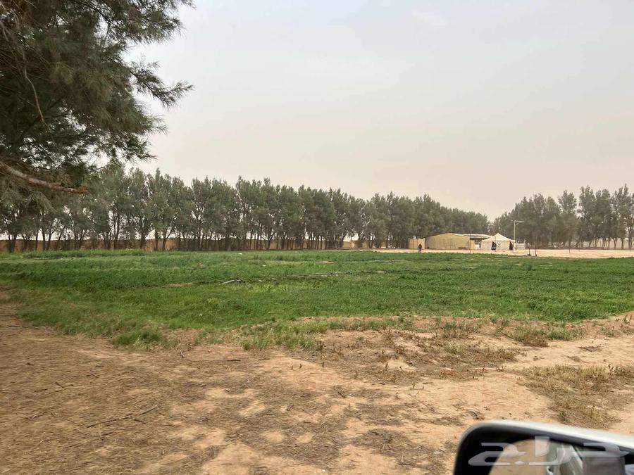 مزرعة للبيع بالهليباء63011595696002112