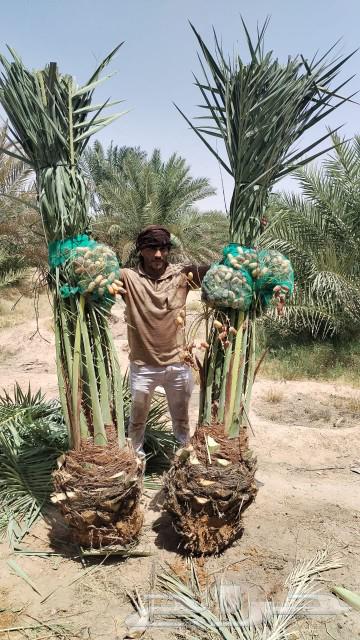 نخل مثمر للبيع اخلاص سكري برحي هلالي صقعي شيشي نقايل طيبه63037024320769114