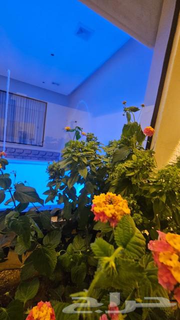 شاليهات أجمل مساء63011595386754111