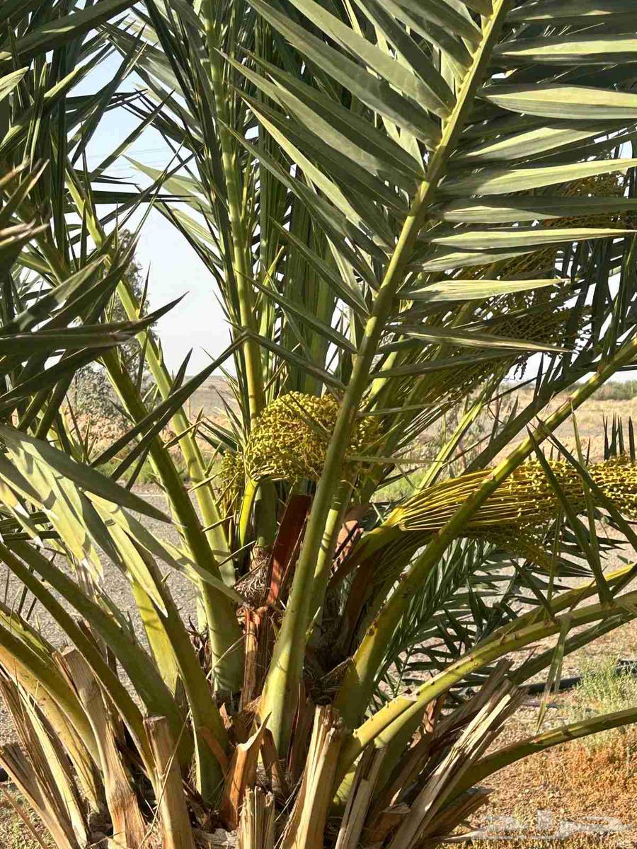 Palm trees and farmland for sale in Doha63014022035331113