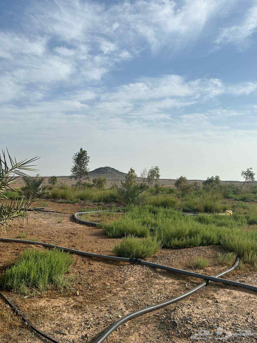 Palm trees and farmland for sale in Doha63014022035331111