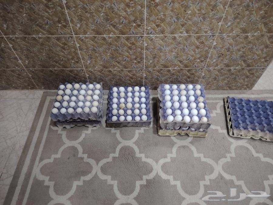 بيض طازج للاكل63014502178179114