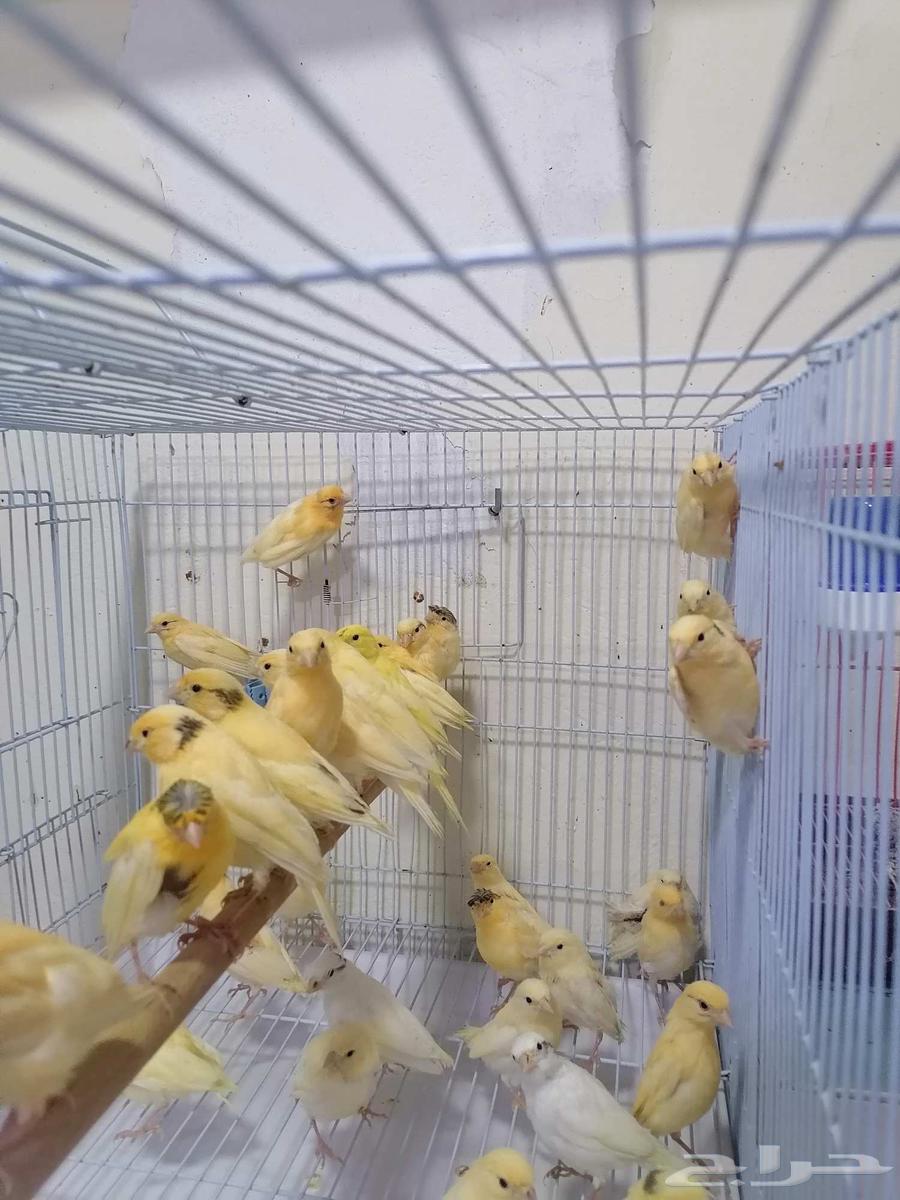 Chirping canary birds in Syria630163209460501122