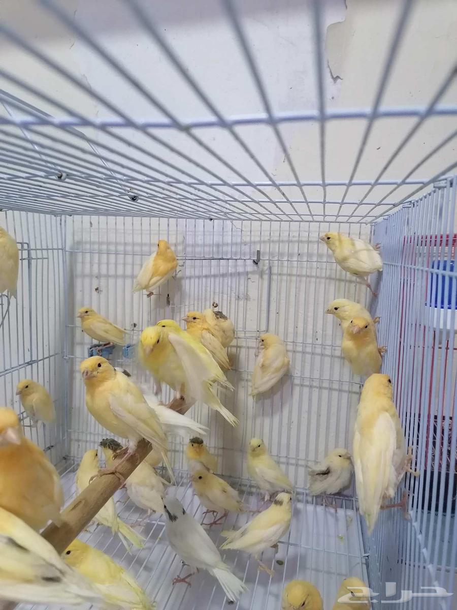 Chirping canary birds in Syria63016320946050112