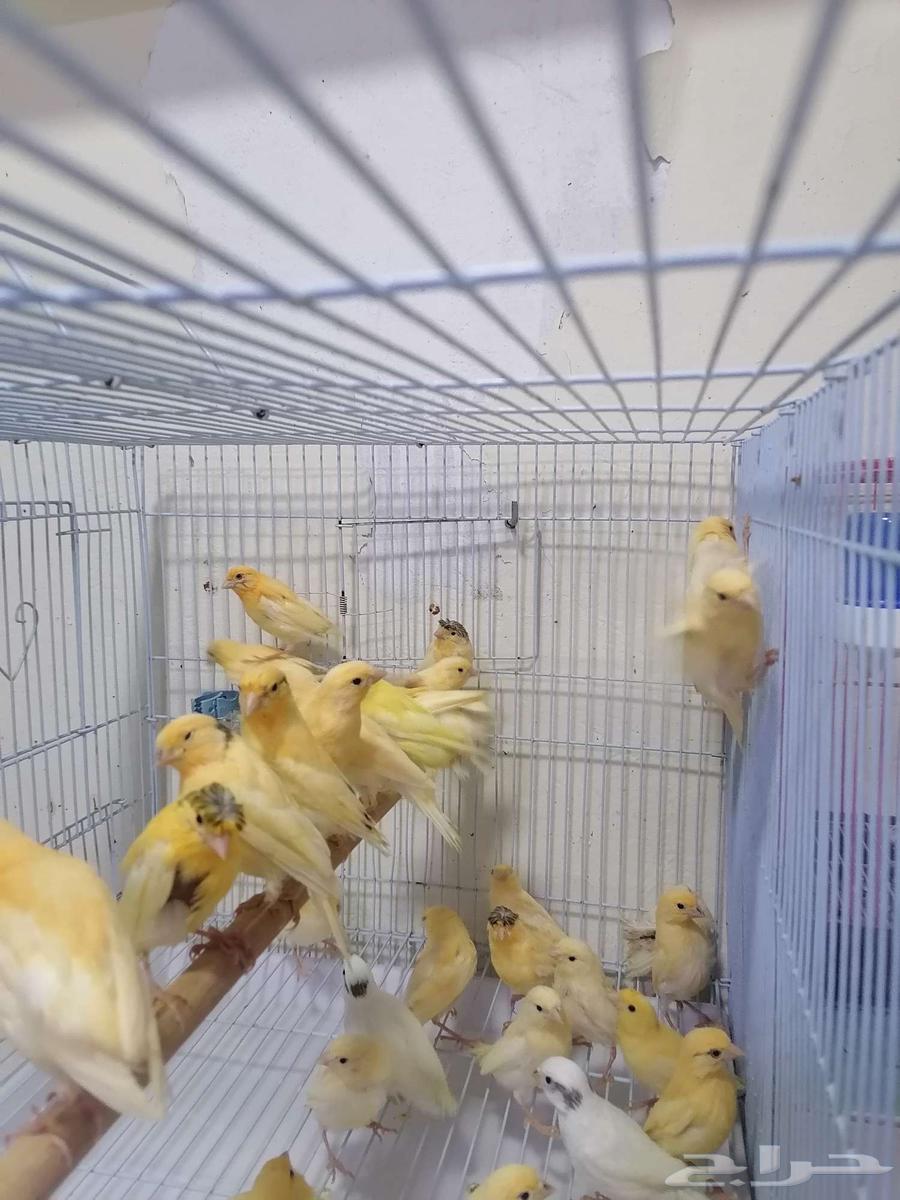 Chirping canary birds in Syria63016320946050113