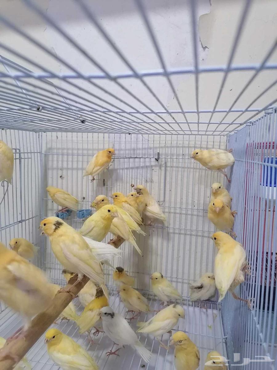 Chirping canary birds in Syria63016320946050111
