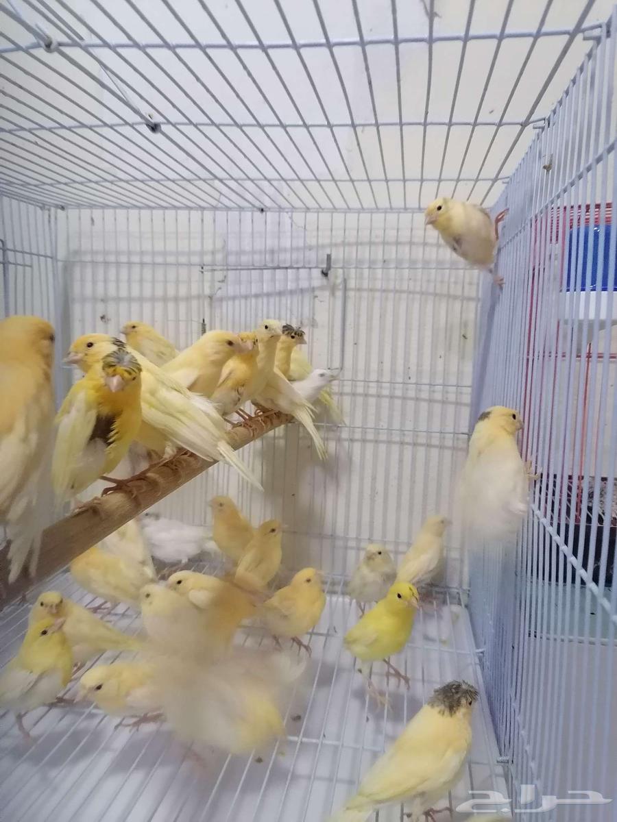 Chirping canary birds in Syria63016320946050114
