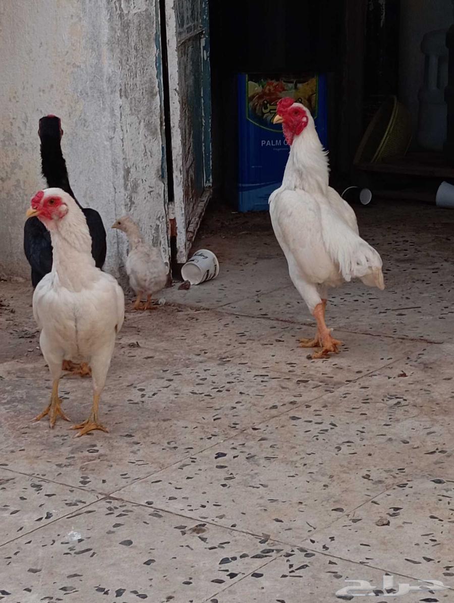 Koushamo set with their children for sale63016320589441114
