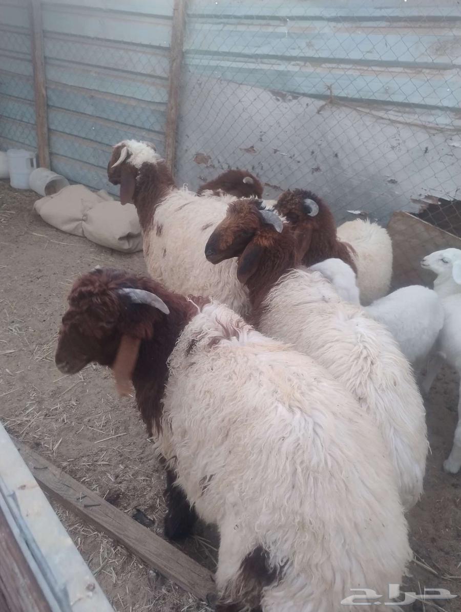 ذبايح نعيم العدد 663013163289090112
