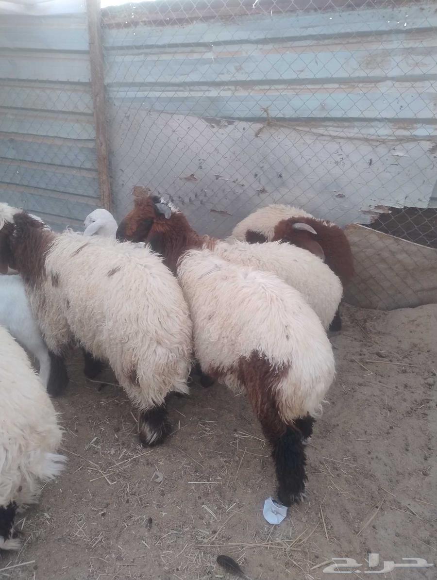 ذبايح نعيم العدد 6630131632890901114