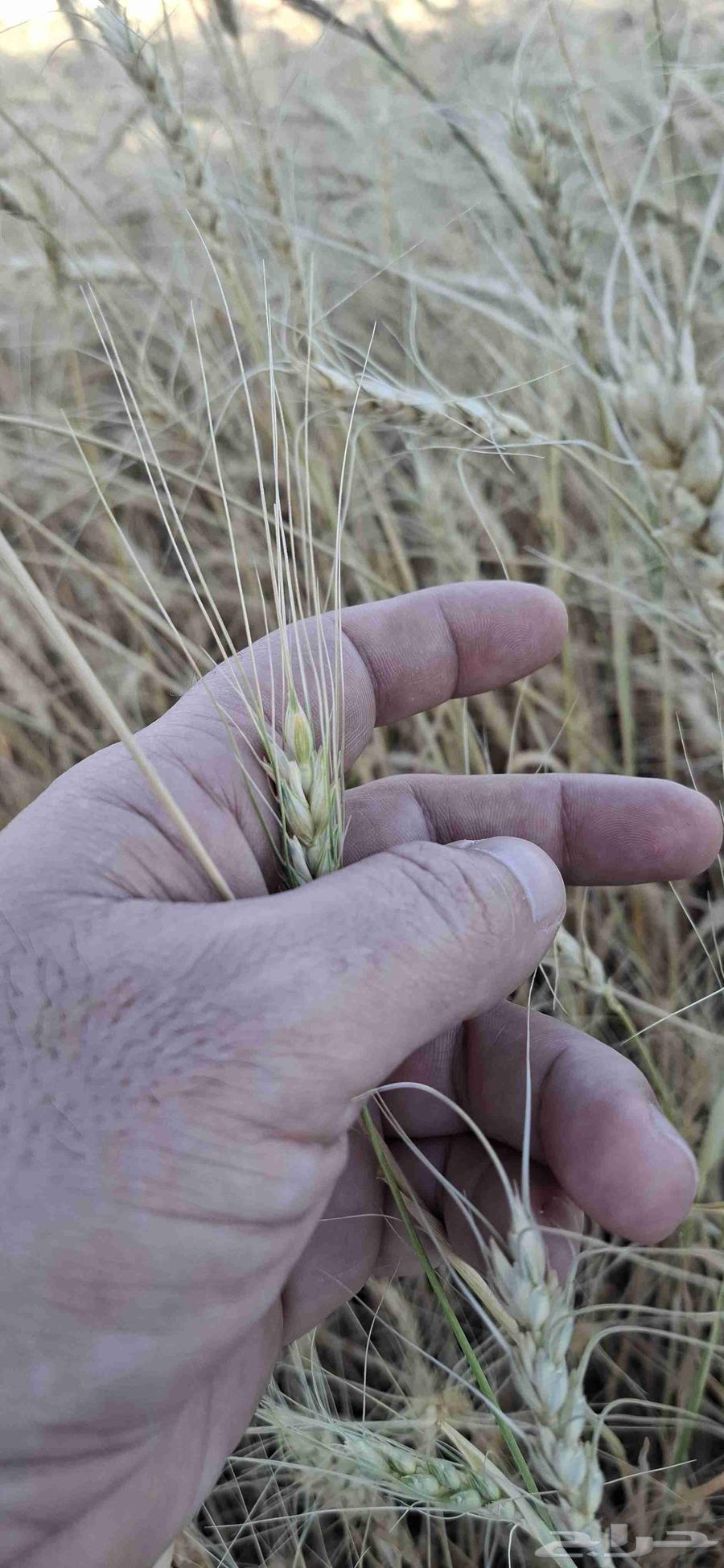 For sale, wheat with me has a smell.63015894251778115