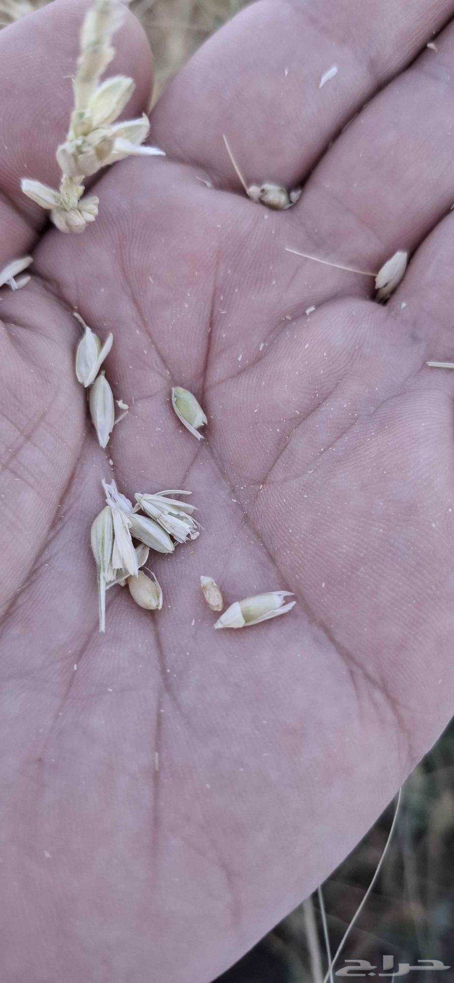 For sale, wheat with me has a smell.63015894251778113