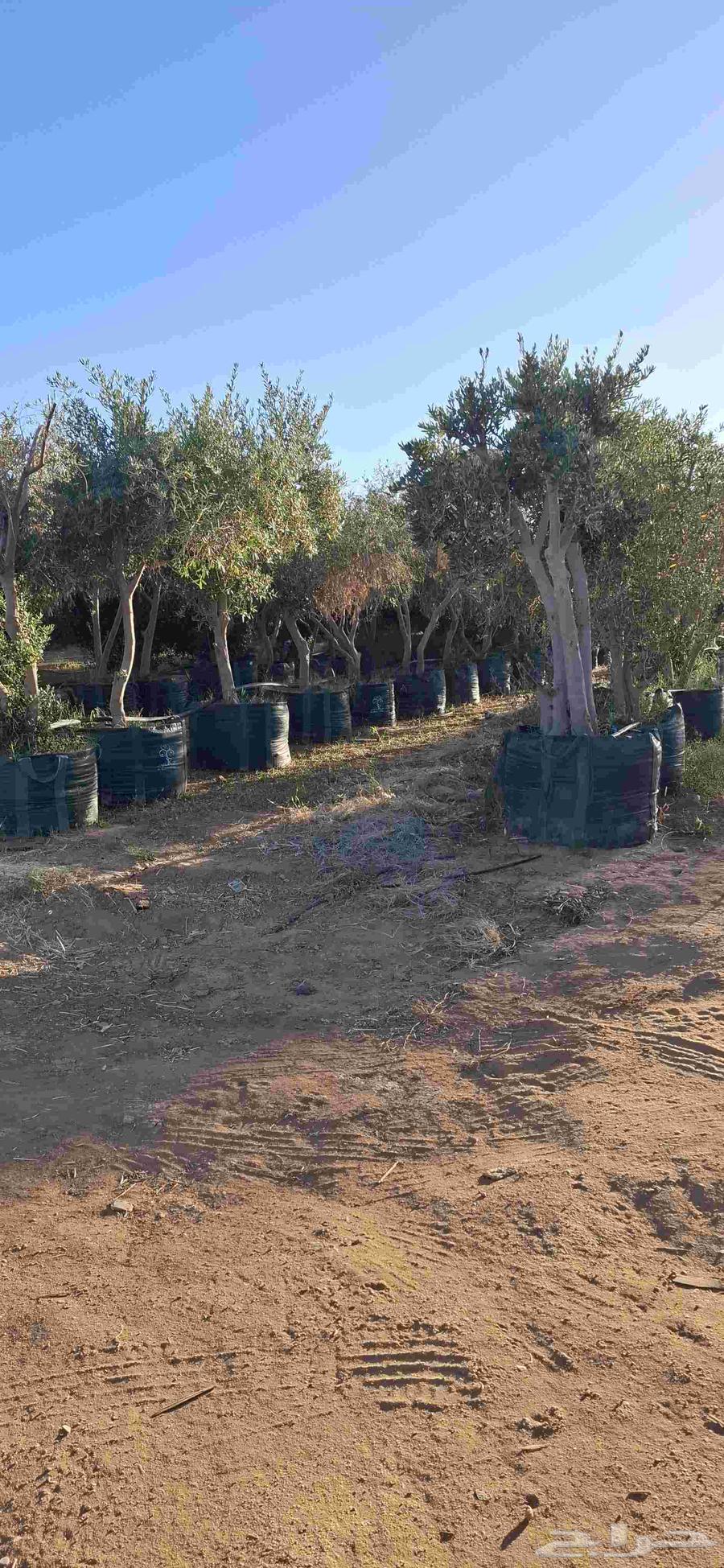 Palestinian olive tree63015894426243114