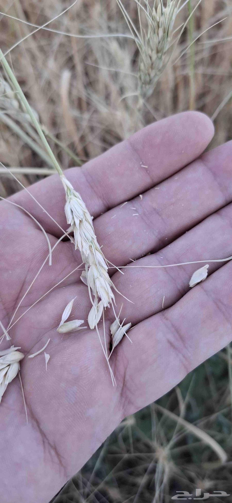 For sale, wheat with me has a smell.63015894251778112