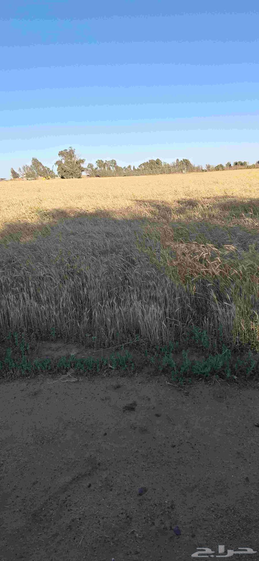 For sale, wheat with me has a smell.63015894251778111