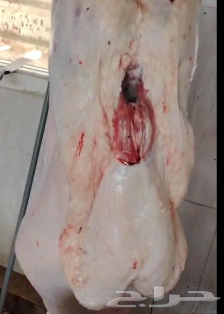 ذبائح نعيم بلدي مع القصب والتوصيل نشرط جودة اللحتمارى الاوزا63014043413762111