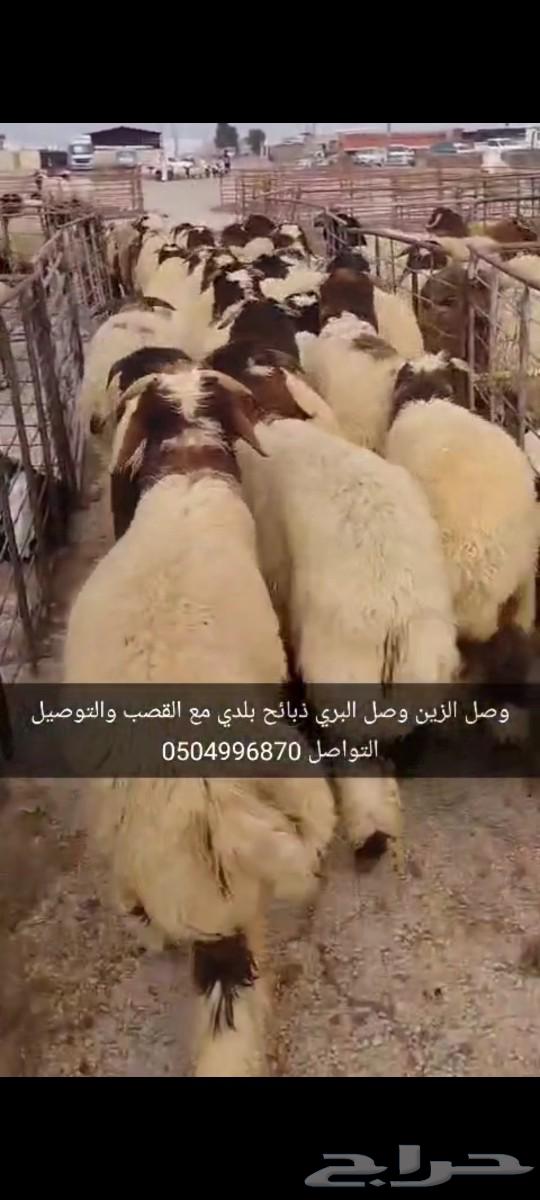 ذبائح نعيم بلدي مع القصب والتوصيل نشرط جودة اللحتمارى الاوزا630140434137621115