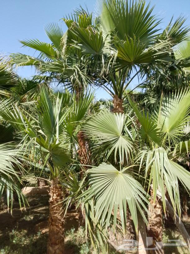 Palm trees and good land for sale63014016597251114