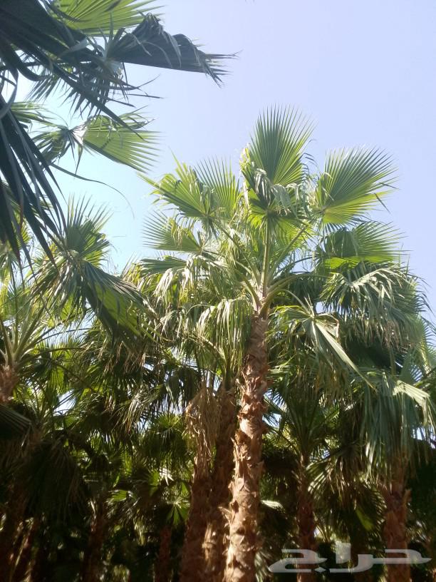 Palm trees and good land for sale63014016597251113