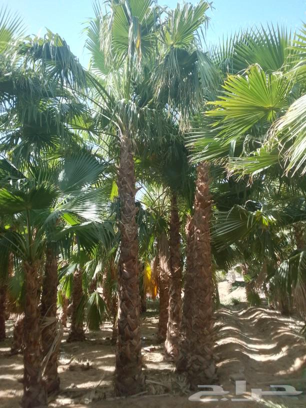 Palm trees and good land for sale63014016597251111