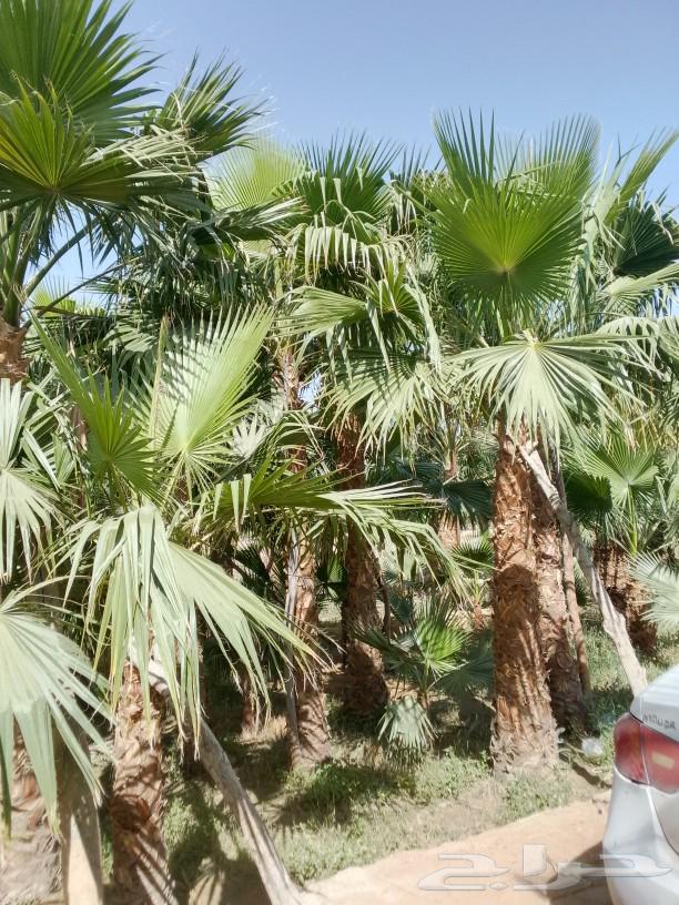Palm trees and good land for sale63014016597251112