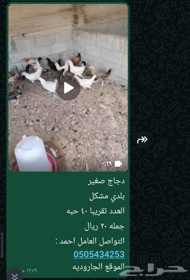 دجاج بلدي مشكل ..63013567332481111