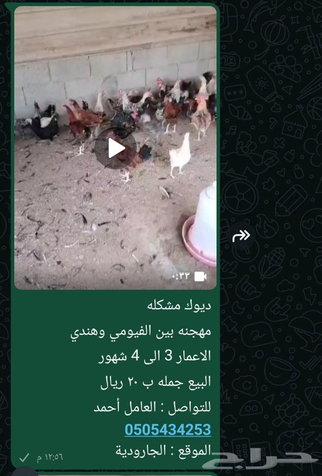دجاج بلدي مشكل ..63013567332481112