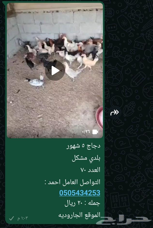 دجاج بلدي مشكل ..63013567332481110