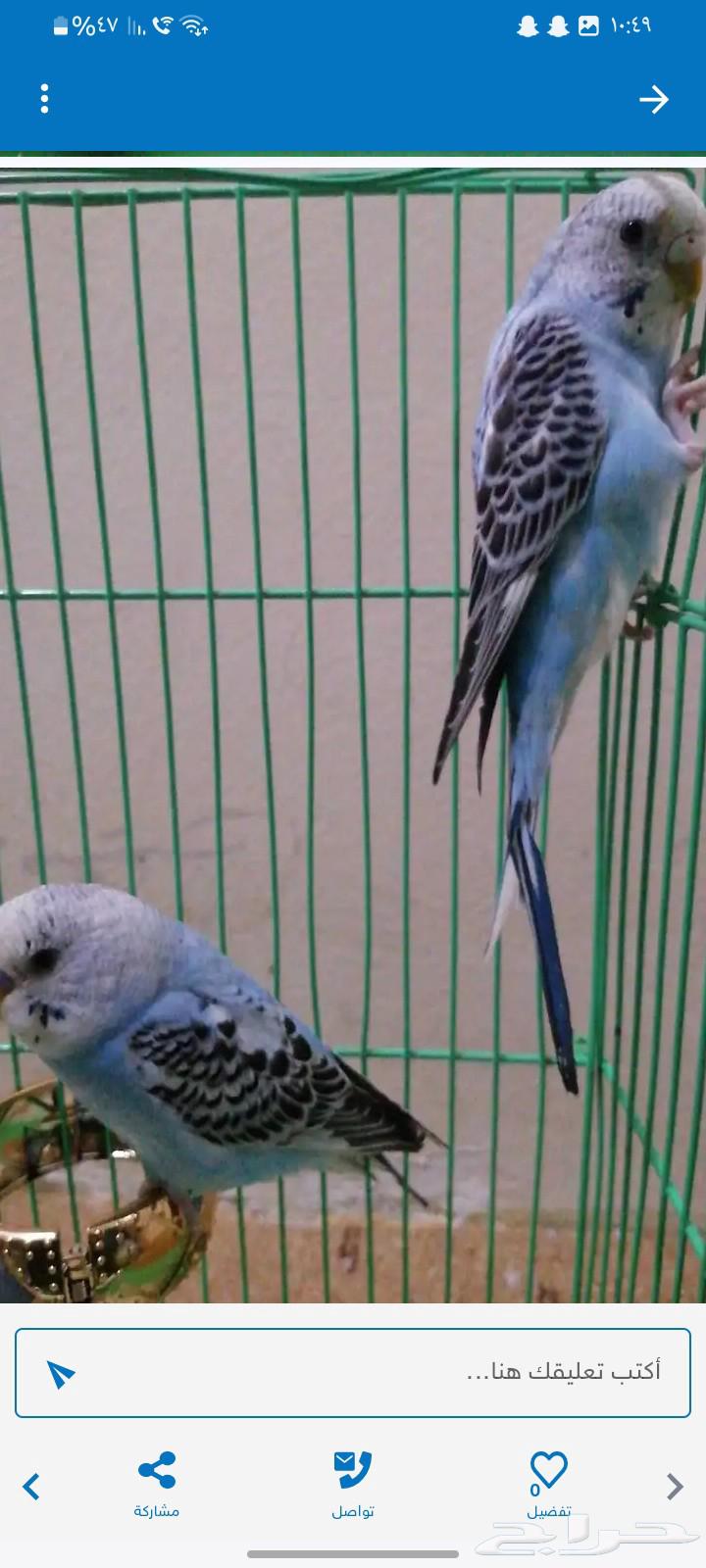 عصافير بادجي ذكر وانثى ب 120 مع القفص63016744071553111
