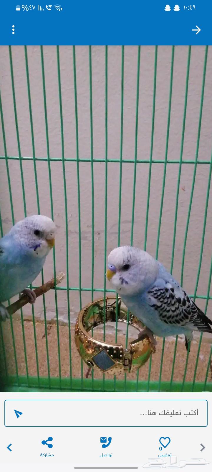 عصافير بادجي ذكر وانثى ب 120 مع القفص63016744071553112