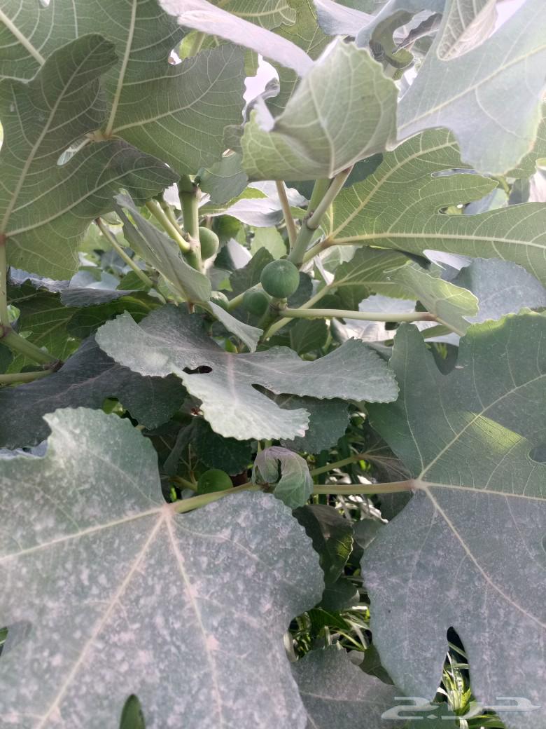 Fruiting fig seedlings, Insha'Allah, yellow figs, red figs and black figs63013162997506111