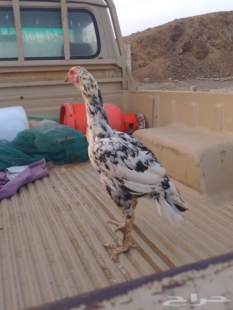 دجاجه سندي فولي630122447304991128