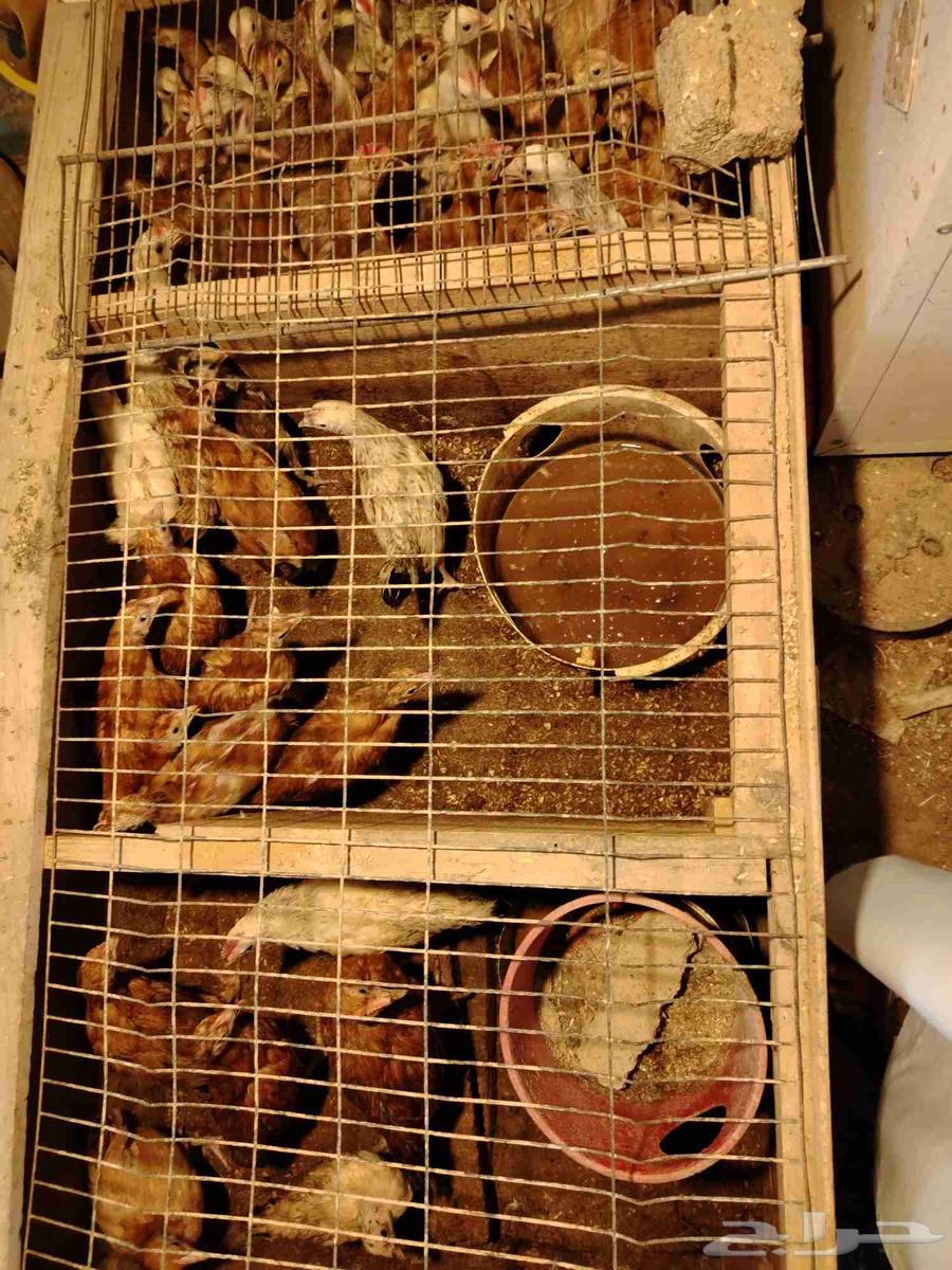 Chicken sauce for sale, one week old, increases and decreases630259990028831126