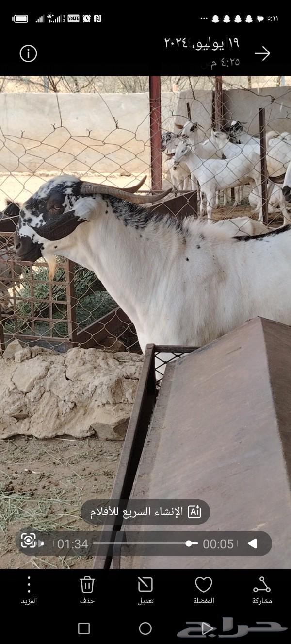 مشروع بيشي فاااخر من الاخر63015468936067113