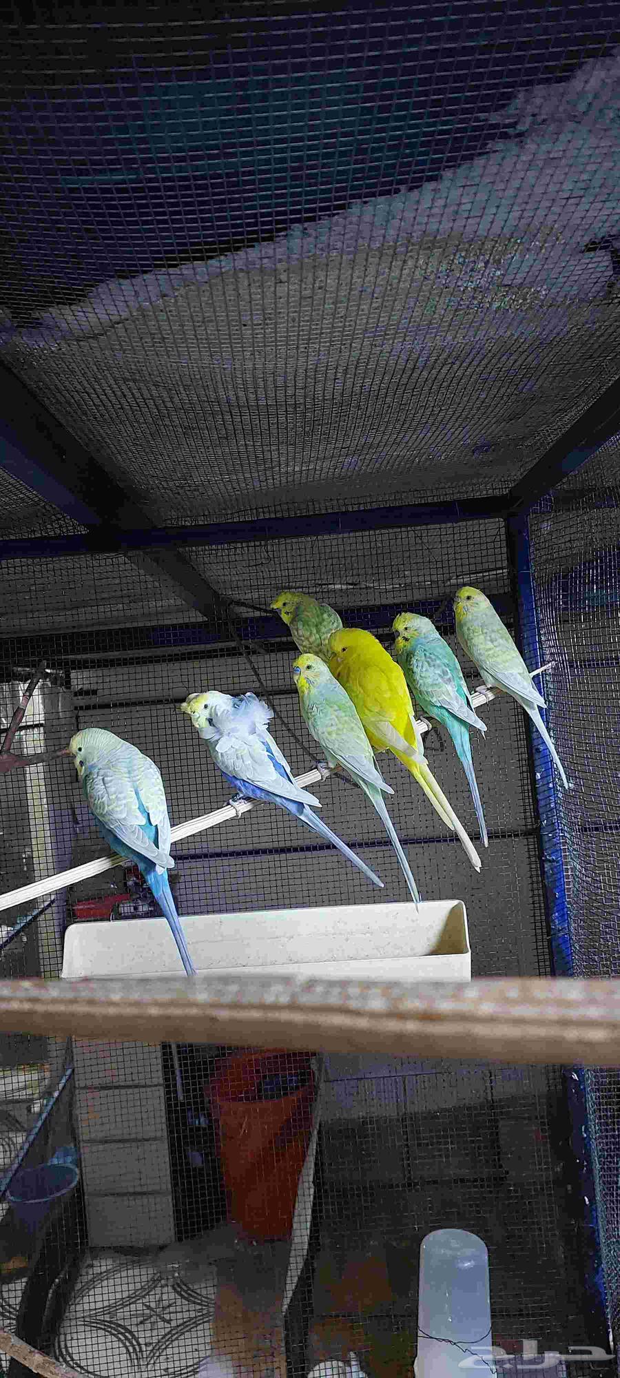 A couple and three males, a distinctive production63014984483074111